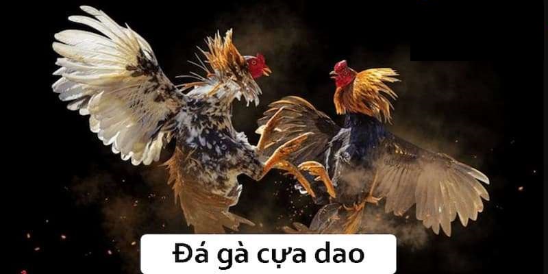 Đôi nét về đá gà cựa dao 