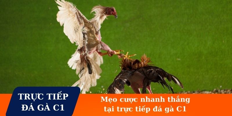 Mẹo đặt cược chiến kê nhanh thắng tại trực tiếp đá gà C1